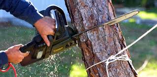 Tree and Shrub Care in Auburn, GA