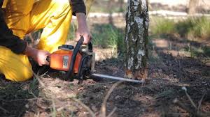 How Our Tree Care Process Works  in  Auburn, GA