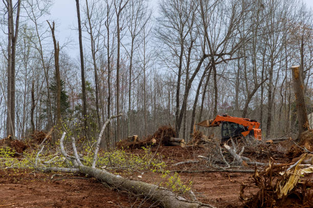 Best Storm Damage Tree Cleanup  in Auburn, GA