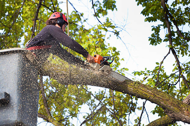 Best Tree Disease Treatment  in Auburn, GA